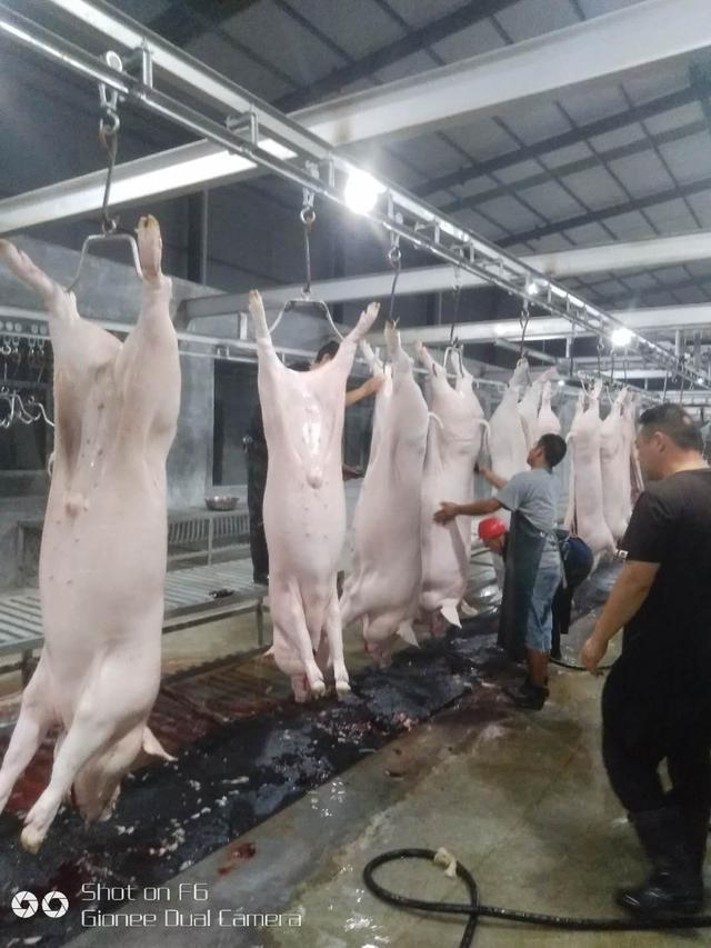 金沙县沙土镇投资1000万新建的生猪定点屠宰场正式投入运营使用
